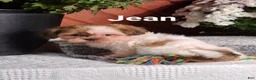 Shih Tzu dogs for sale: Jean  - Ad 7