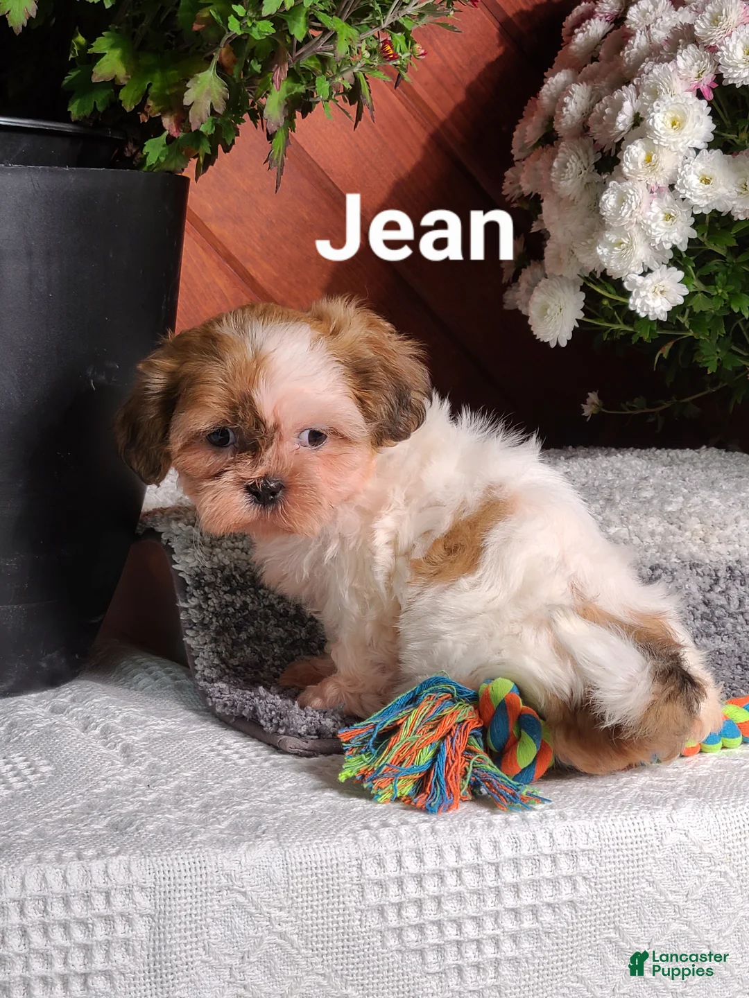Shih Tzu dogs for sale: Jean  - Ad 7