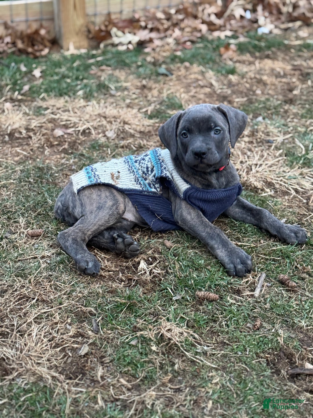 Cane Corso dogs for sale: Stormii - Ad 8