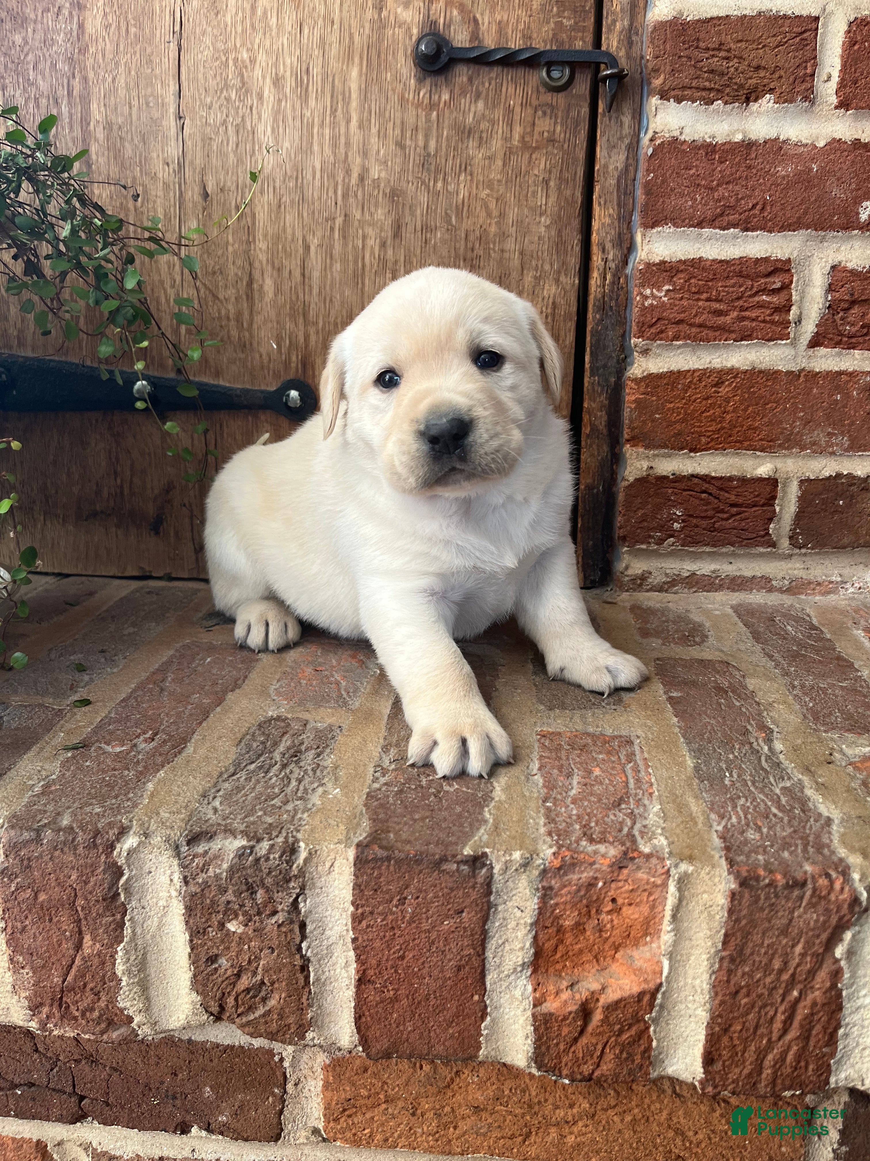 Labrador Retriever dogs King  - Ad 28