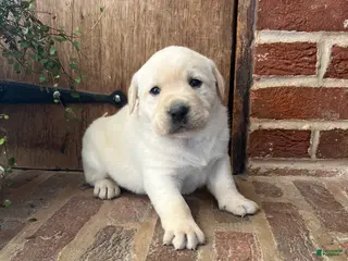 Labrador Retriever dogs King - Ad 28