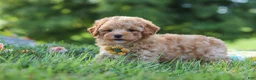 Yorkiepoo dogs for sale: Theo - Ad 5