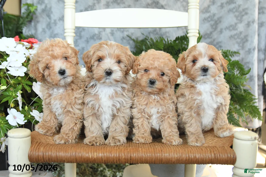 Maltipoo dogs for sale: Honey - Ad 5
