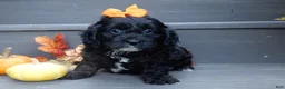 Cockapoo dogs for sale: Dakota - Ad 8