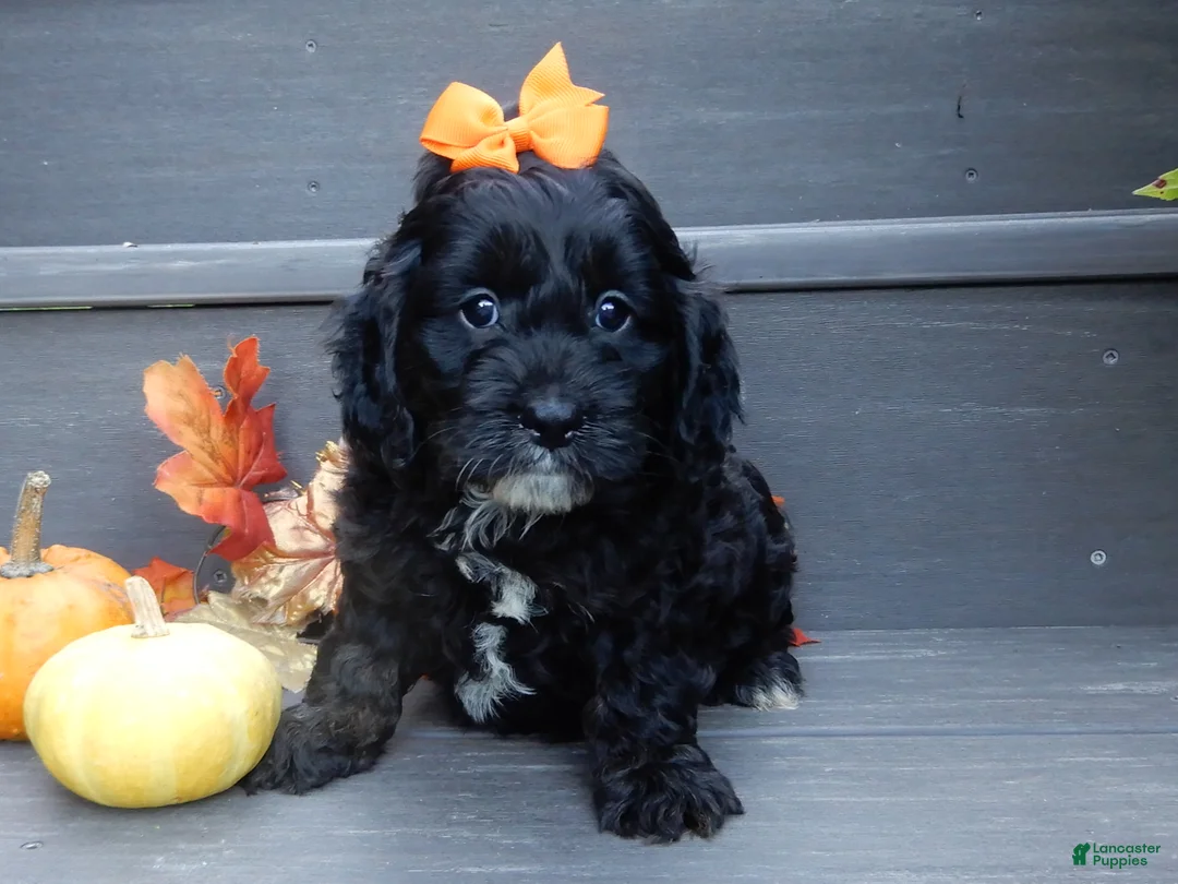 Cockapoo dogs for sale: Ellie - Ad 6