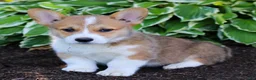 Welsh Corgi Pembroke dogs for sale: Kobe  - Ad 3