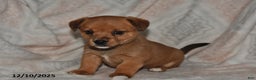 Mixed Breed dogs for sale: Amber - Ad 2