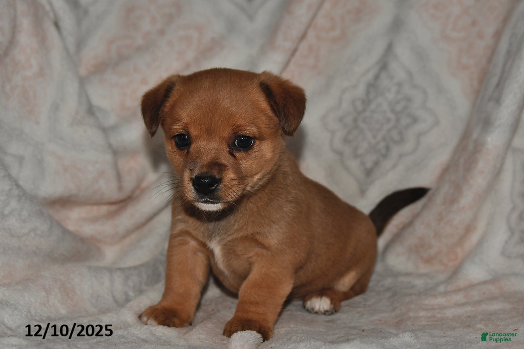 Mixed Breed dogs for sale: Amber - Ad 2