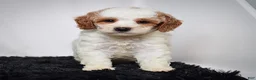 Mini Goldendoodle dogs for sale: Mr. Archie - Ad 7