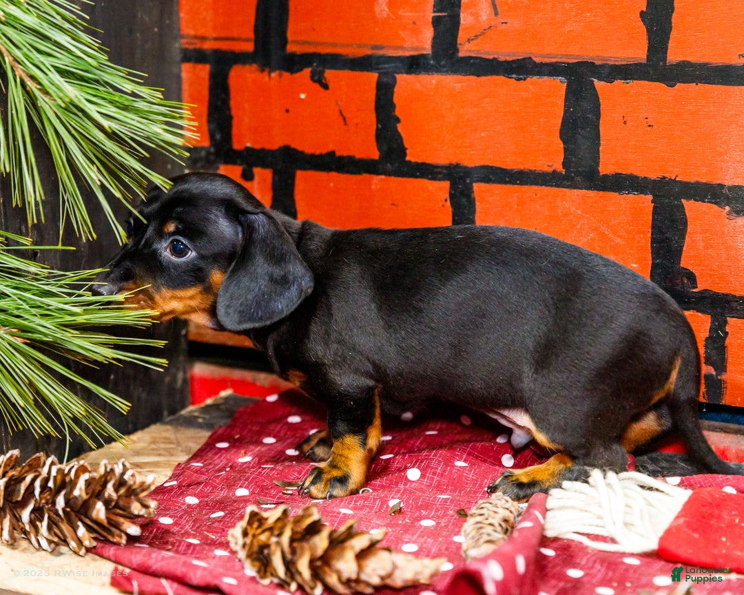 Miniature Dachshund dogs for sale: Yosef - Ad 9