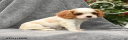 Cavalier King Charles Spaniel dogs for sale: Sebastian - Ad 4