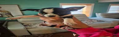 Chihuahua 3