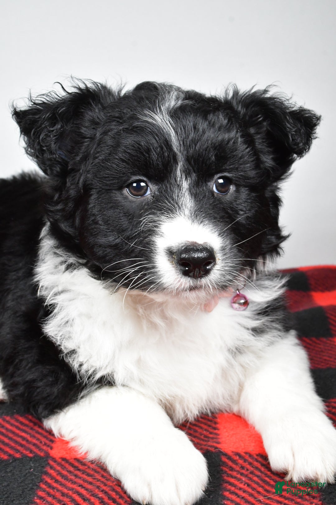 Mixed Breed dogs for sale: Patty - Ad 3