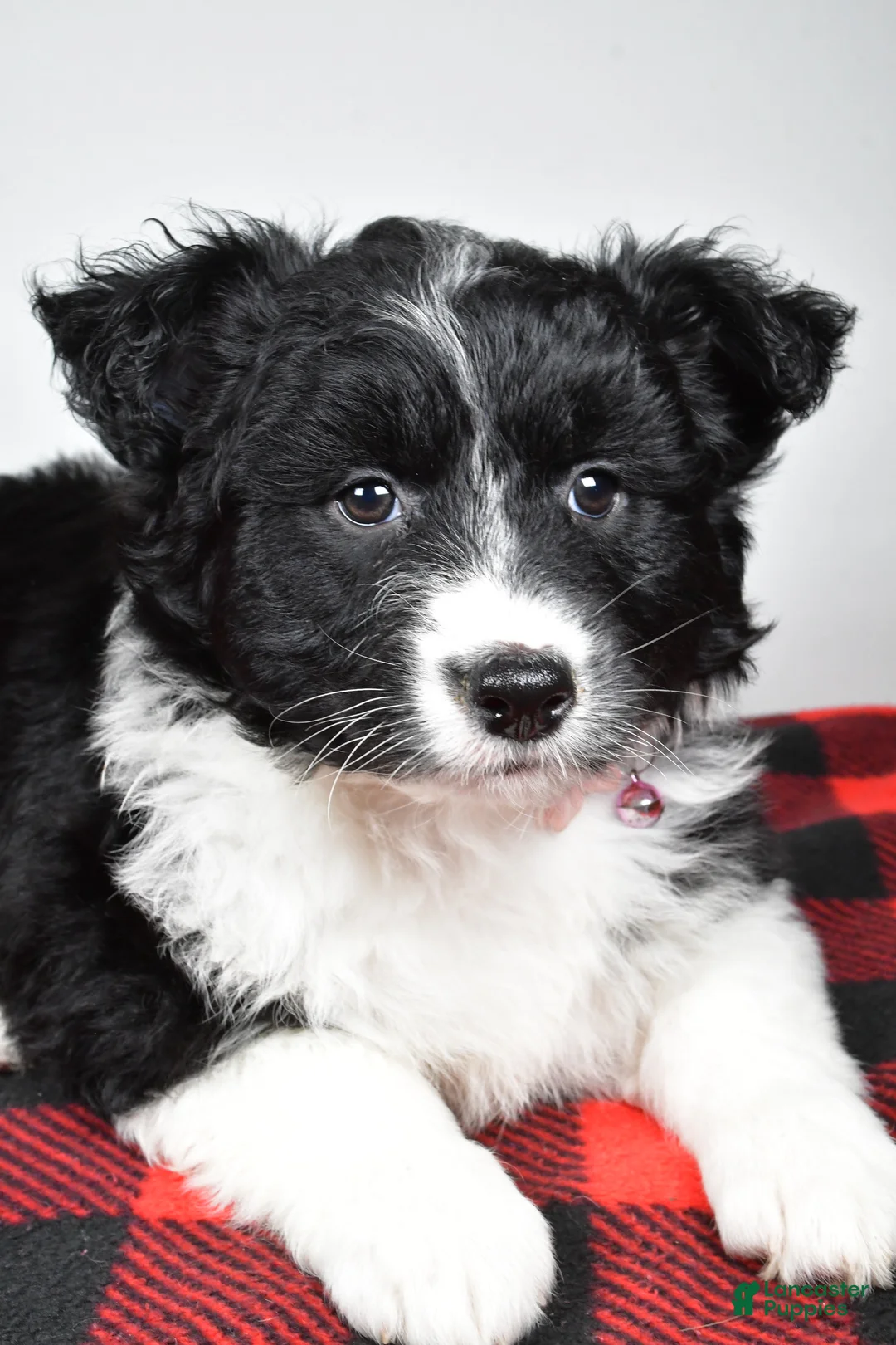 Mixed Breed dogs for sale: Patty - Ad 3