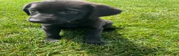 Labrador Retriever dogs for sale: Misty - Ad 3