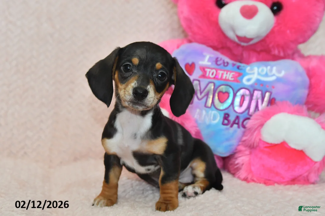 Miniature Dachshund dogs for sale: Ivy - Ad 4