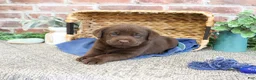 Labrador Retriever dogs for sale: Scott - Ad 5