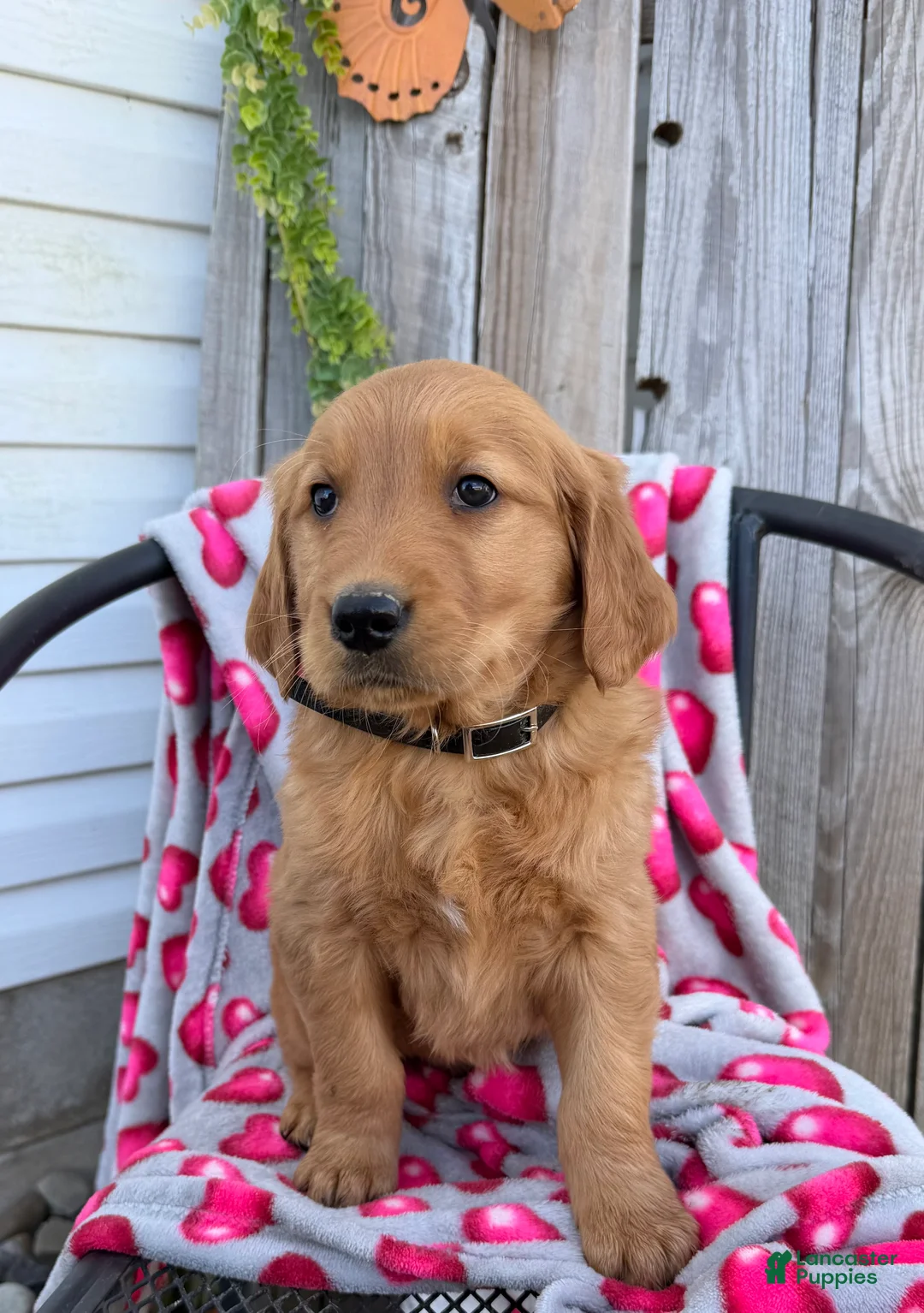 Golden Retriever dogs for sale: Andre - Ad 2