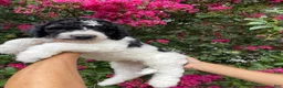 Goldendoodle dogs for sale: Rex - Ad 6