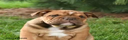 English Bulldog dogs for sale: Denver - Ad 3