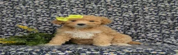 Mixed Breed dogs for sale: Mitzi Hypoallergenic - Ad 3