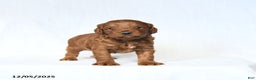Mini Goldendoodle dogs for sale: Lucas - Ad 1