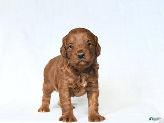 Mini Goldendoodle dogs Lucas - Ad 41