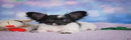 Chihuahua dogs for sale: SKYE - Ad 10