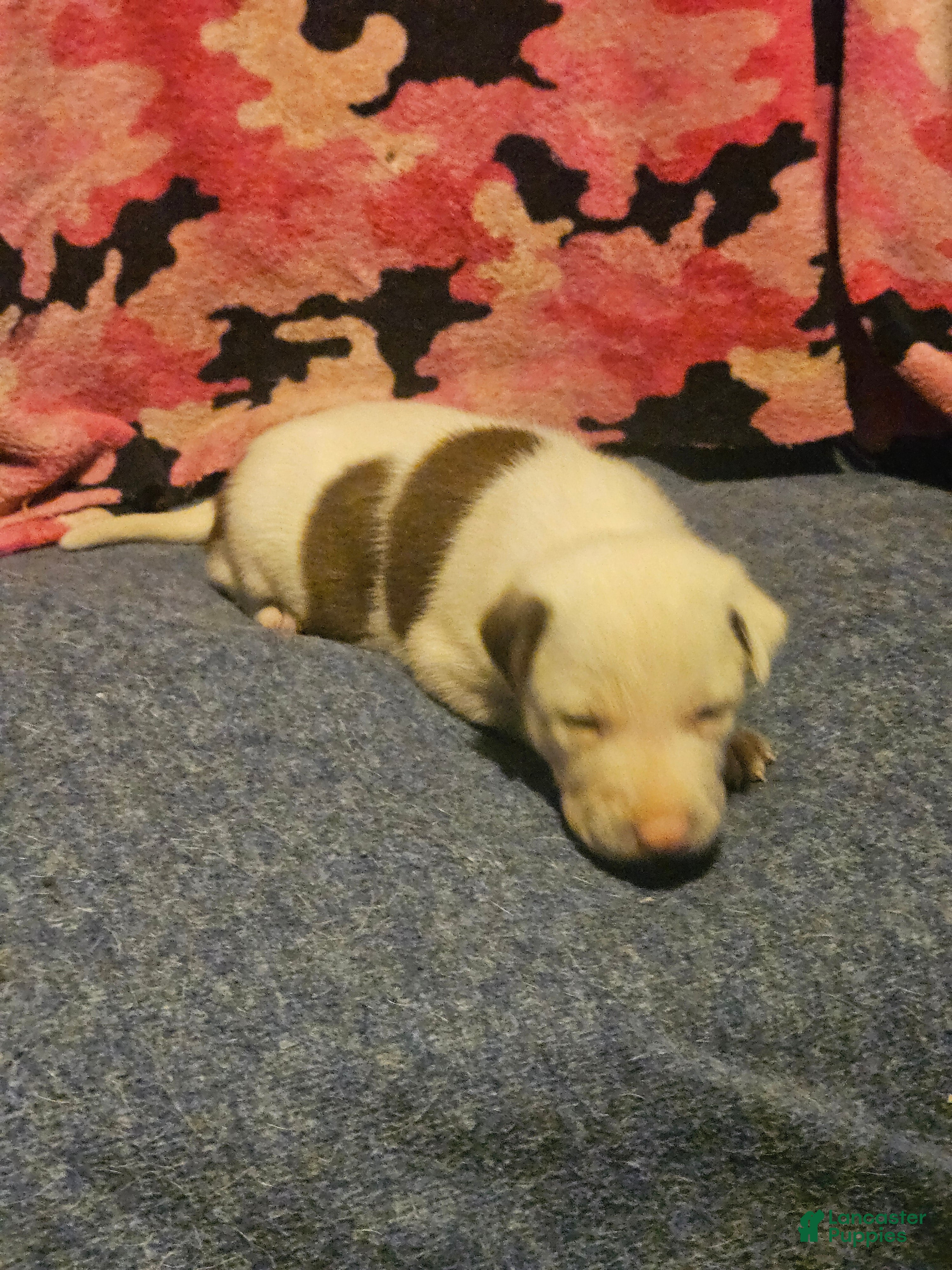 Border Collie dogs Suzy - Ad 22