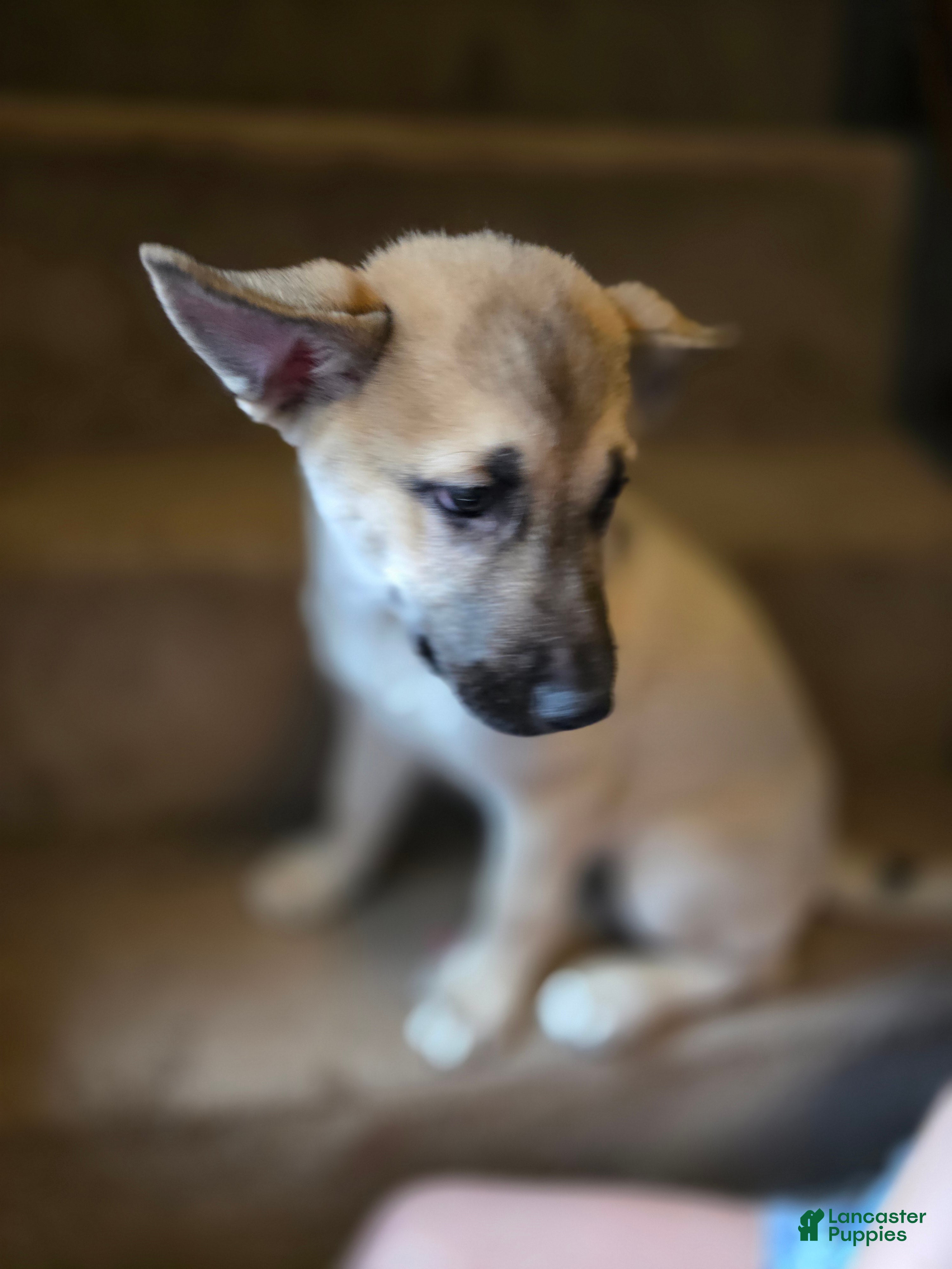 Gerberian Shepsky dogs Peanut  - Ad 2