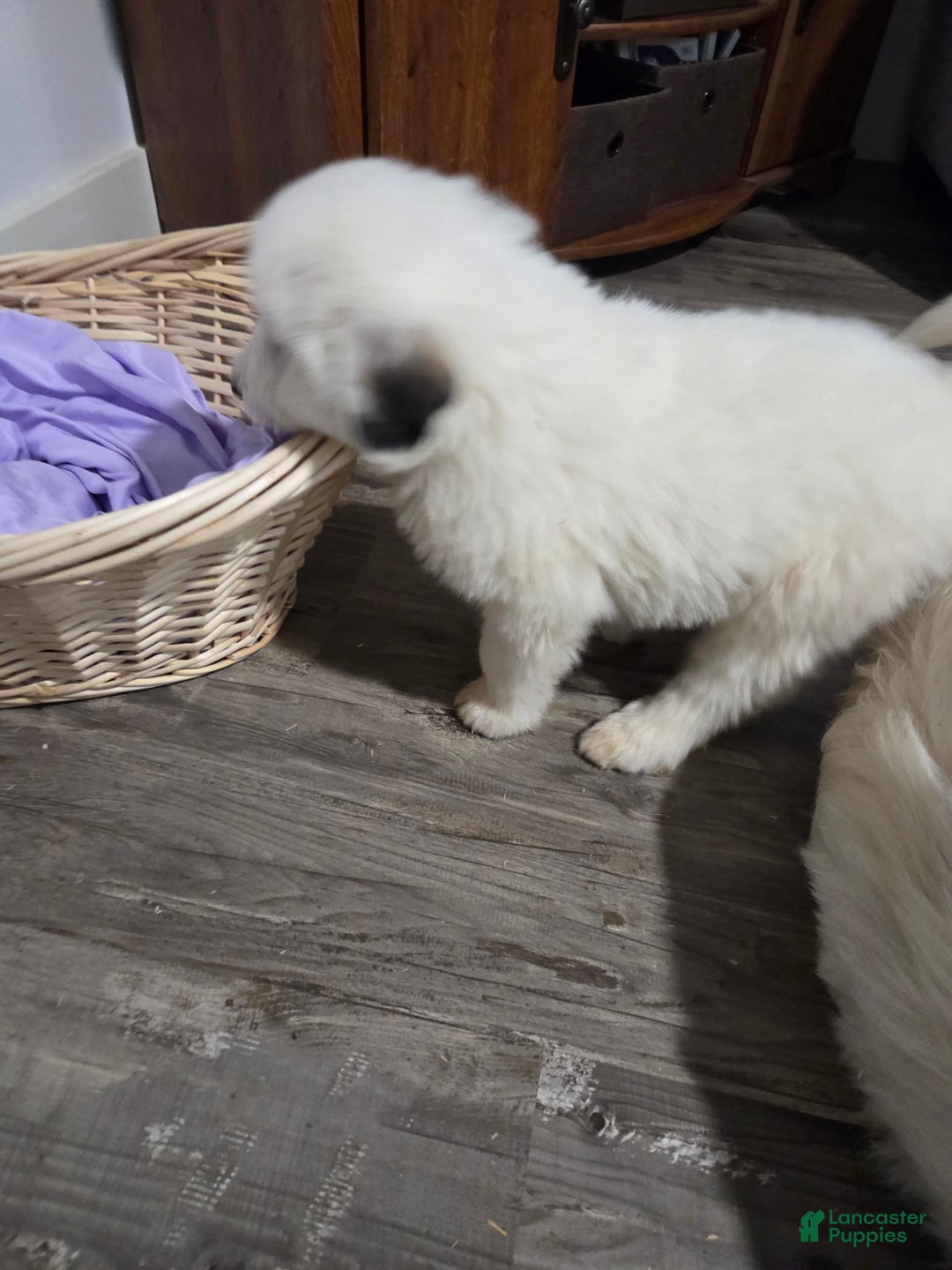 Great Pyrenees dogs for sale: Rita - Ad 11