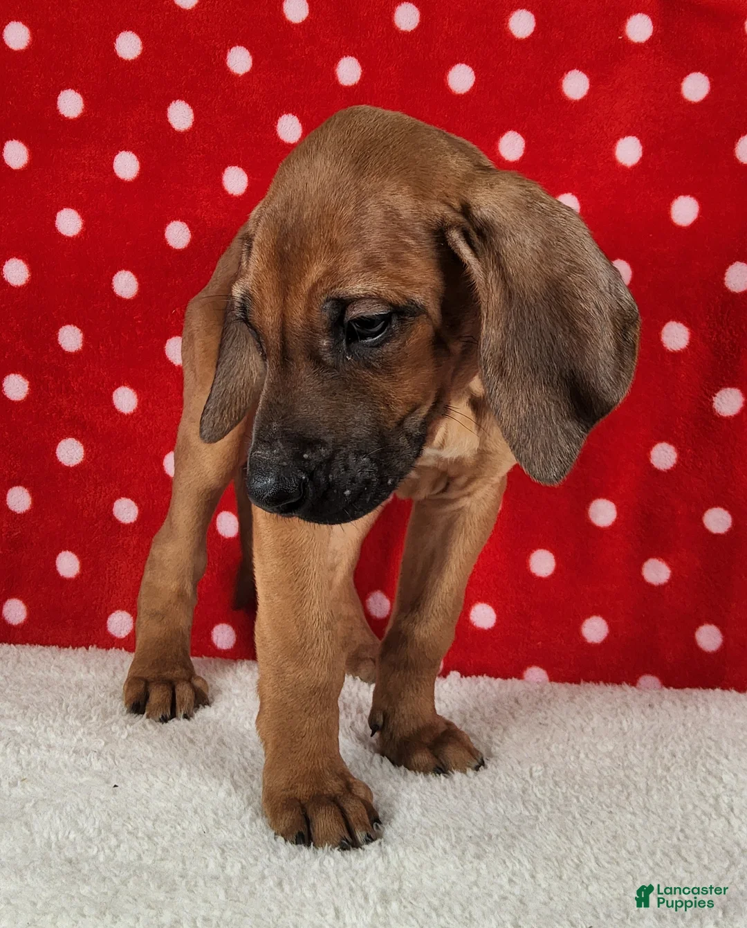 Rhodesian Ridgeback dogs for sale: Harley - Ad 5
