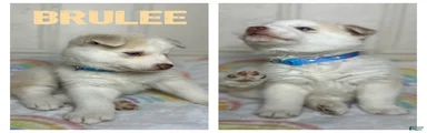 Brulee