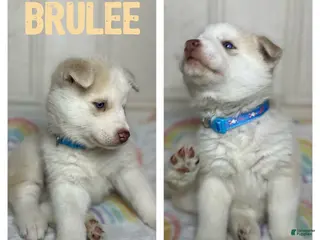 Siberian Husky dogs Brulee - Ad 38
