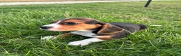 Beagle dogs for sale: Tony - Ad 6