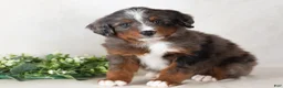 Bernedoodle dogs for sale: Shane - Ad 5