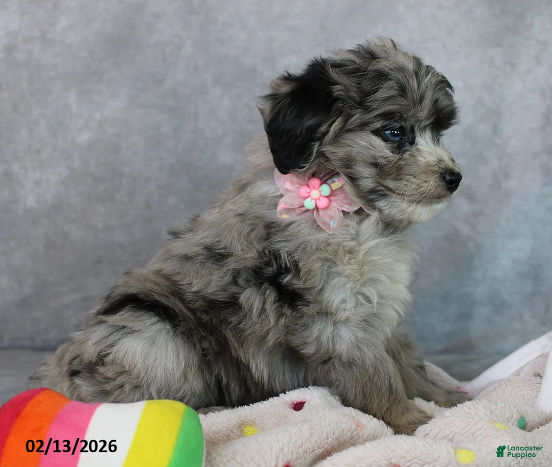 Mini Aussiedoodle dogs for sale: Brooklyn - Ad 3