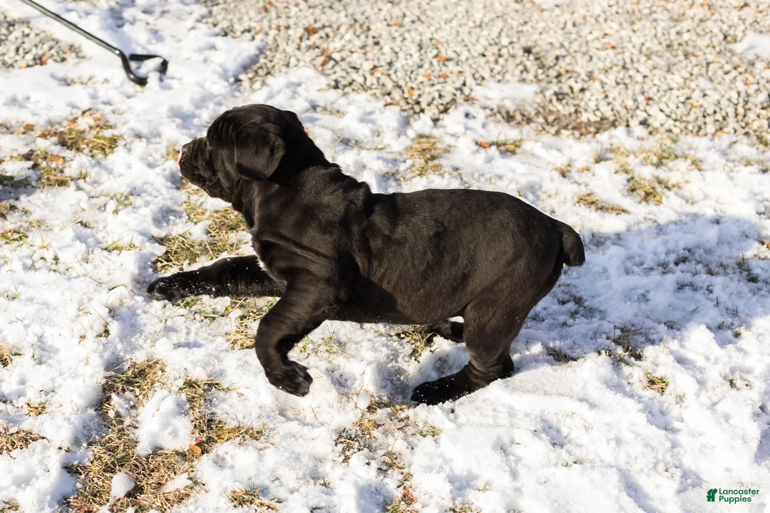 Cane Corso dogs for sale: Millie - Ad 1