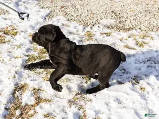 Cane Corso dogs Millie - Ad 34