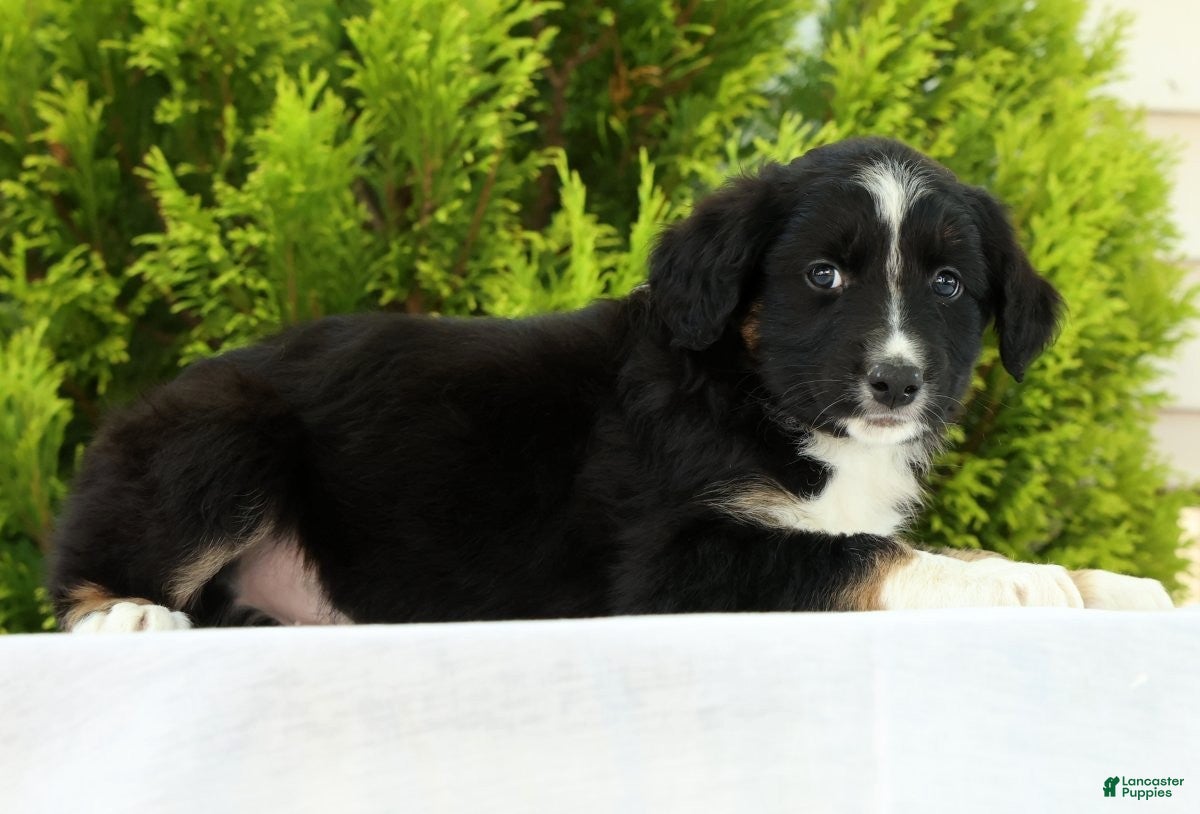 Australian Shepherd dogs for sale: Frisky - Ad 6