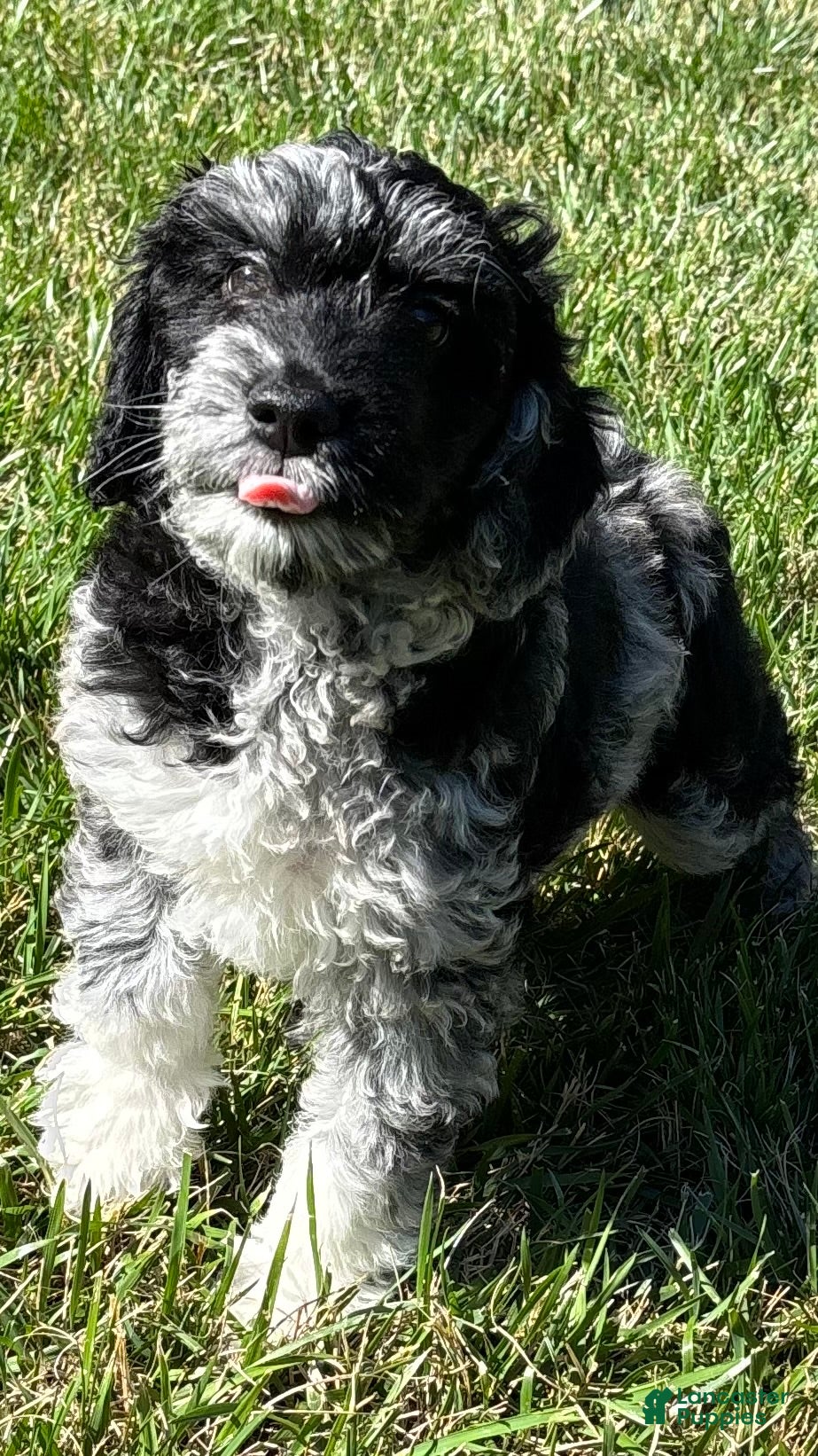 Goldendoodle dogs Luna  - Ad 1