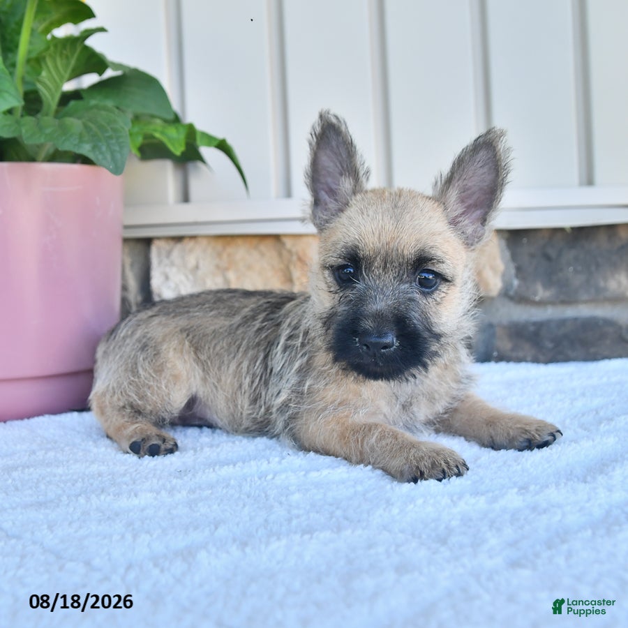 Cairn Terrier dogs Benson - Ad 1