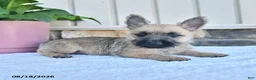 Cairn Terrier dogs for sale: Benson - Ad 1