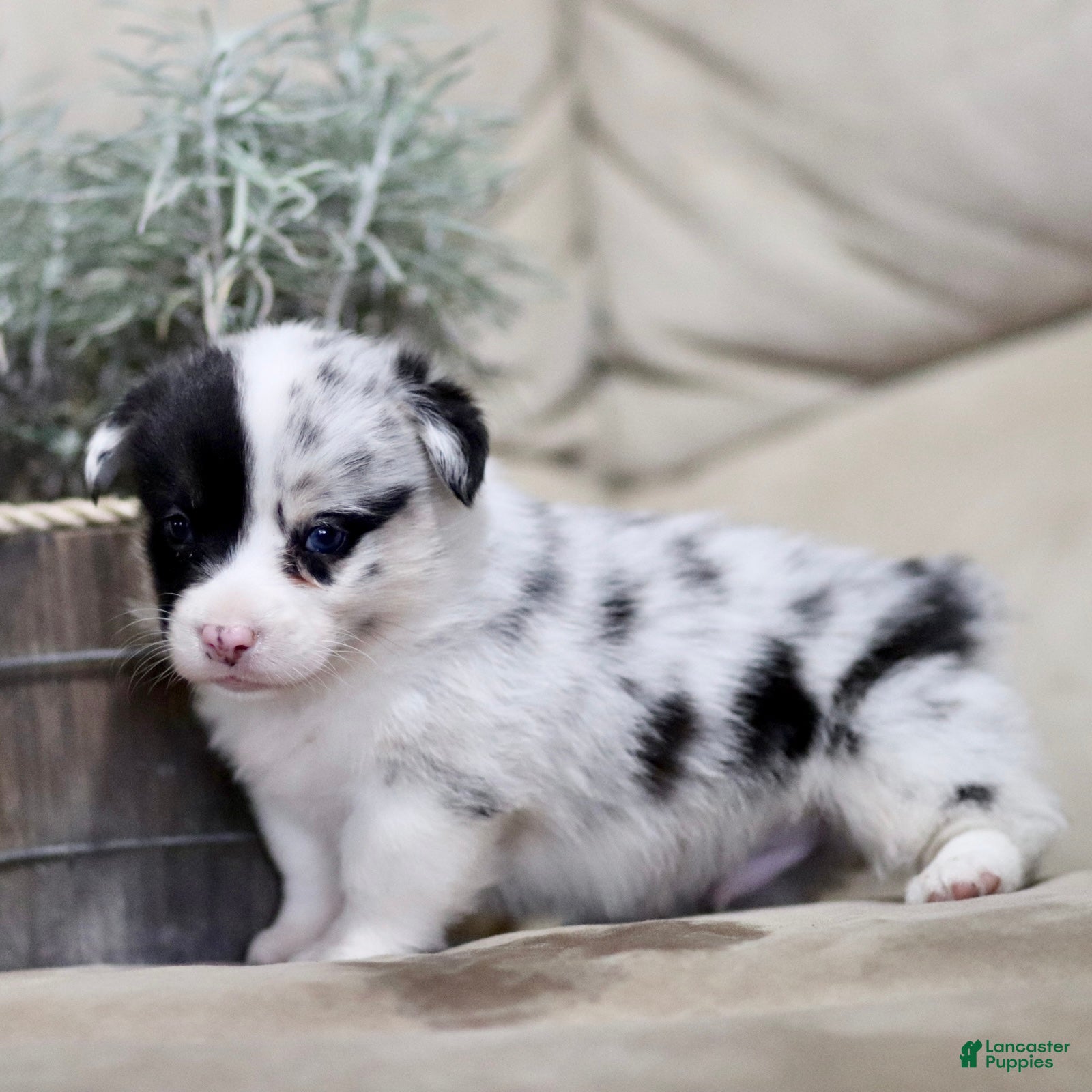 American Corgi dogs Jackson - Ad 1