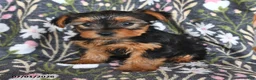 Yorkshire Terrier dogs for sale: Kayla - Ad 2