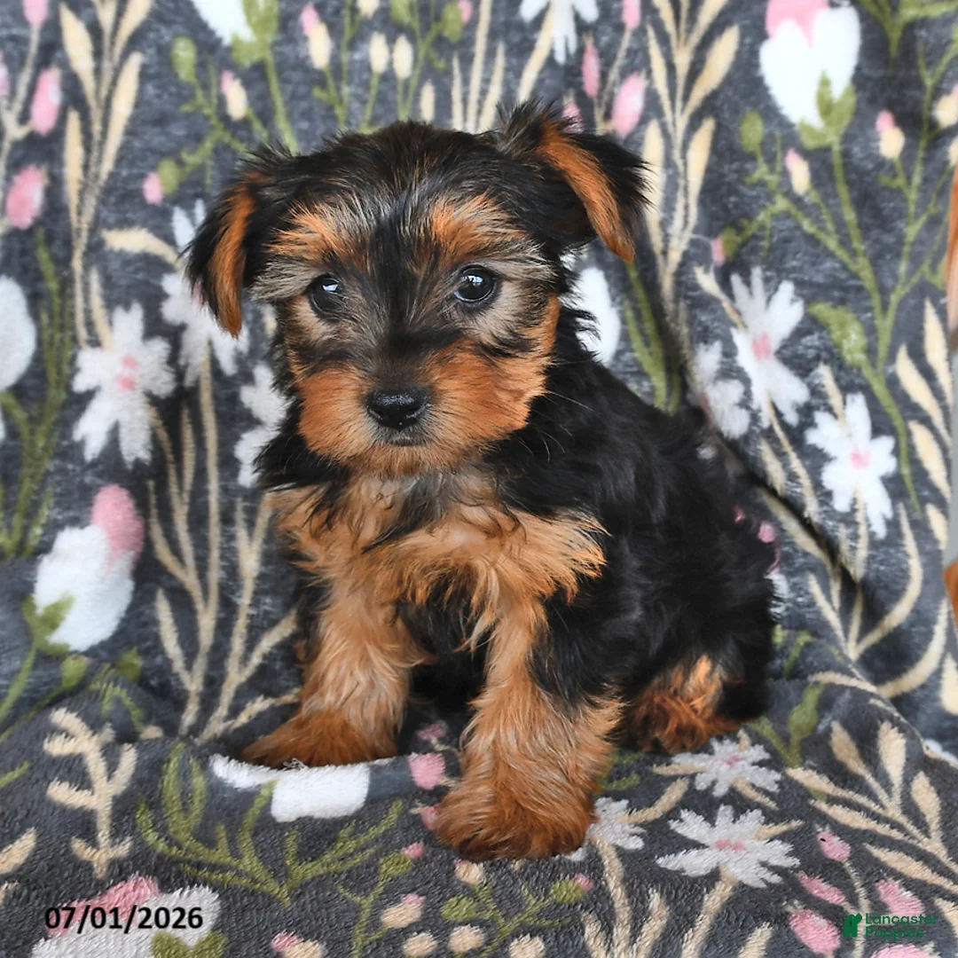 Yorkshire Terrier dogs for sale: Kayla - Ad 2