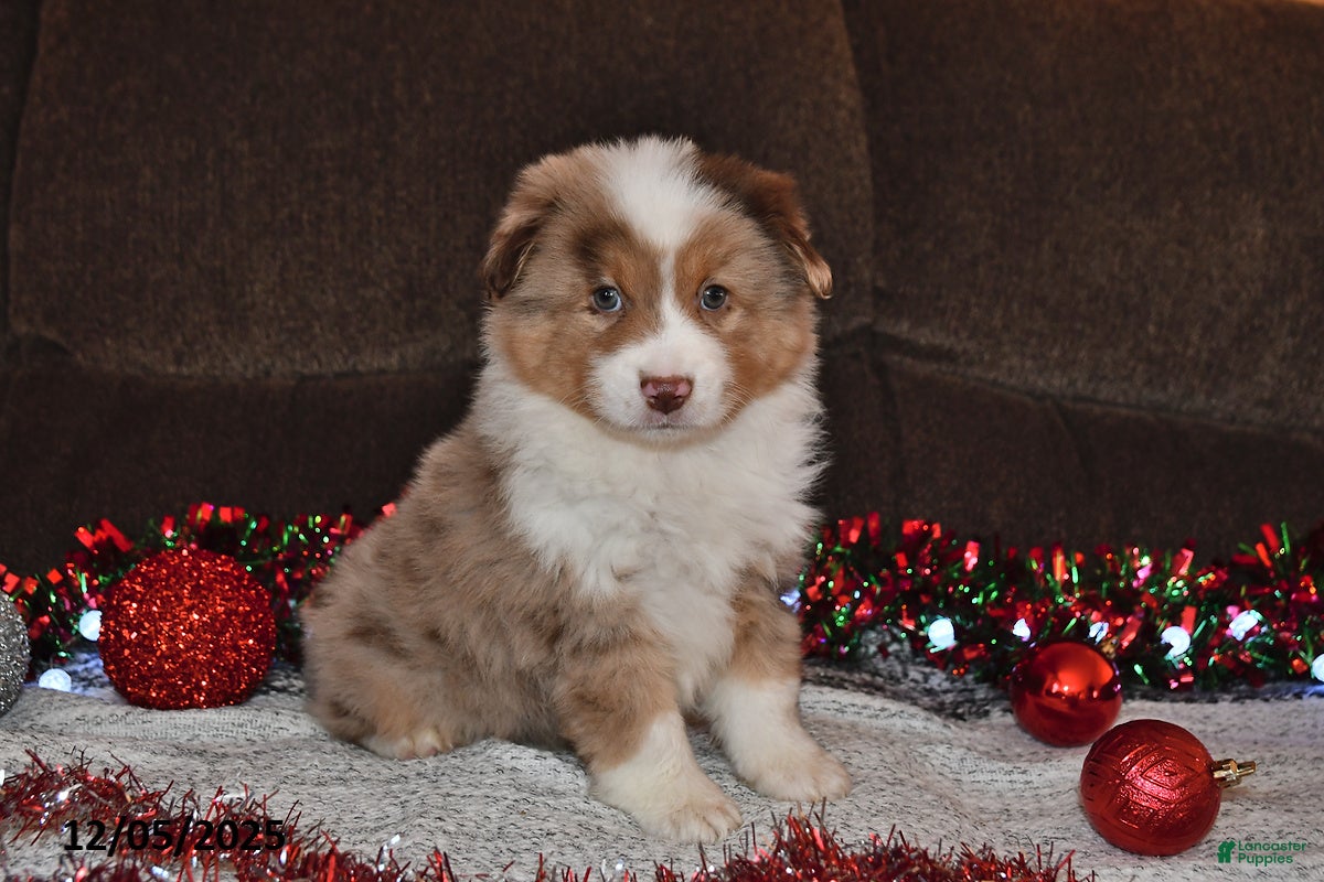 Miniature Australian Shepherd dogs Duke - Ad 8