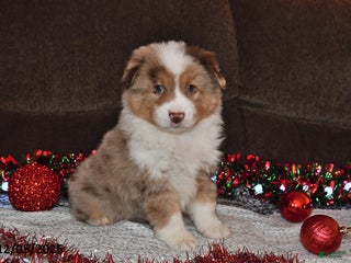 Miniature Australian Shepherd dogs Duke - Ad 18