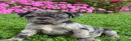 Pug dogs for sale: Penny - Ad 5