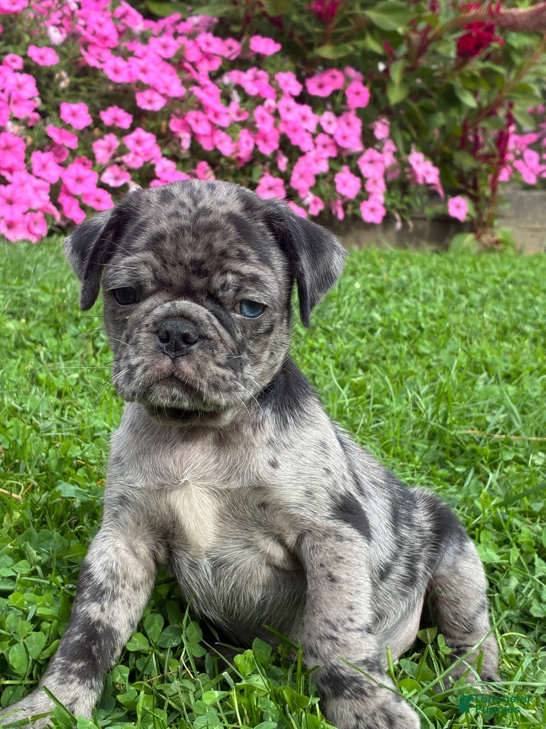 Pug dogs for sale: Penny - Ad 5